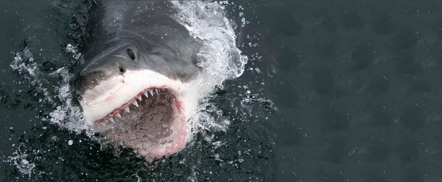 Great White Shark Cage Diving South Africa - Shark Diving Tours - Marine Dynamics  