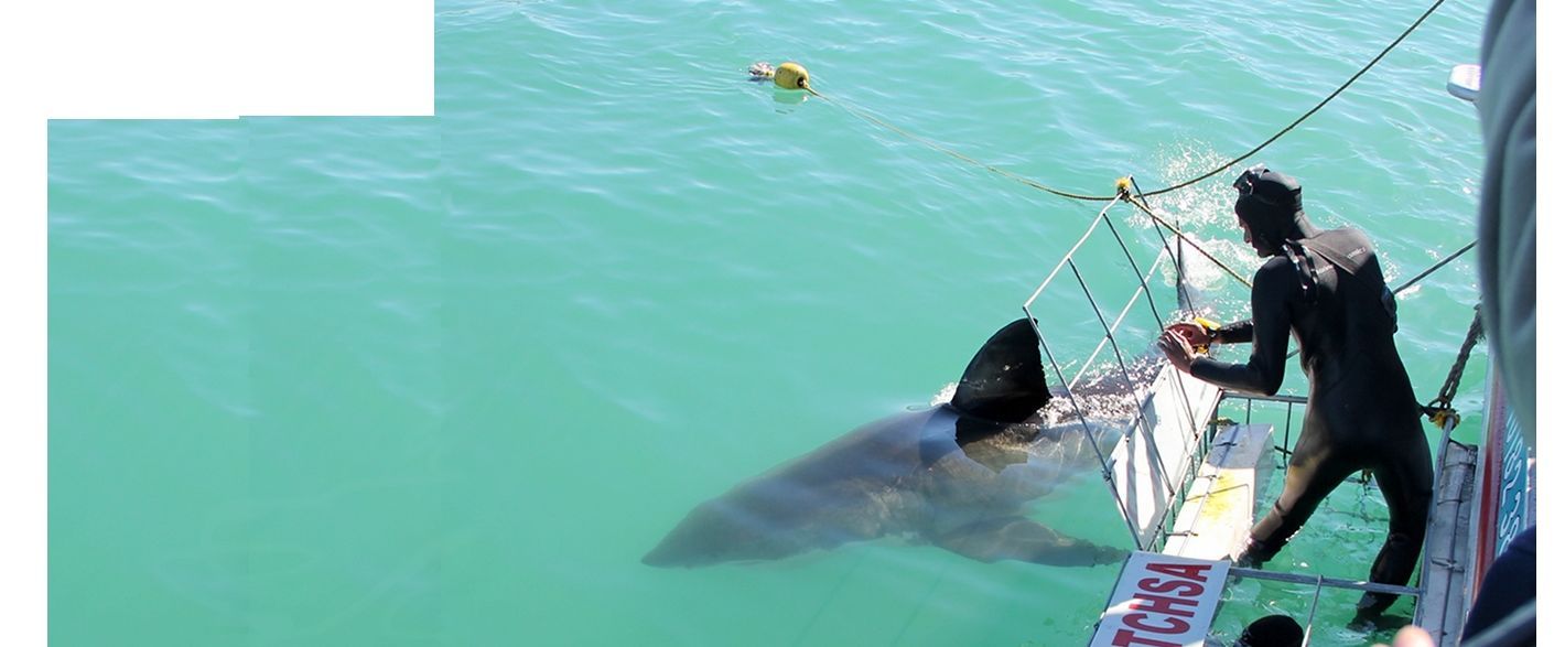 Great White Shark Cage Diving South Africa - Shark Diving Tours - Marine Dynamics  
