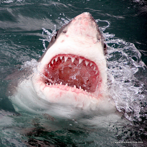 How many teeth does a white shark have?