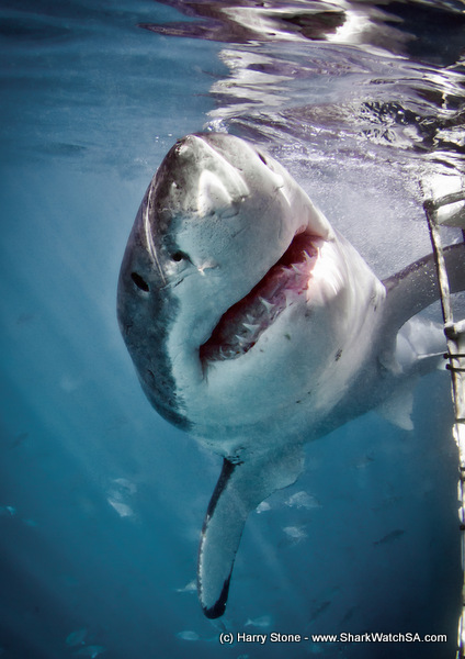 great white shark diving