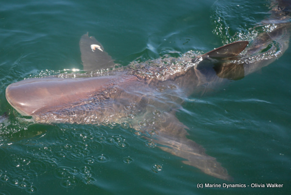 Bronze whaler in Gansbaai South africa