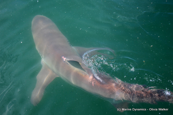 Bronze whaler in Gansbaai Southy africa