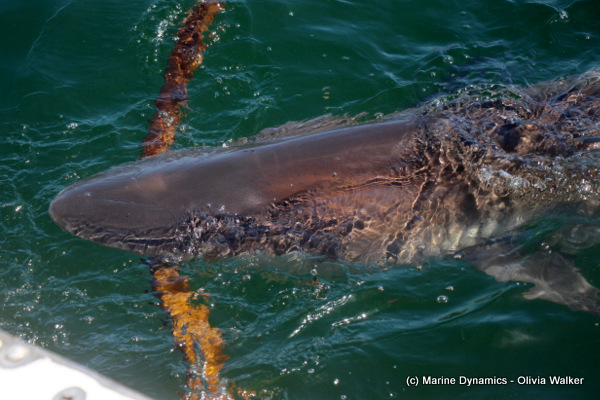 bronze whaler in gansbaai south africa