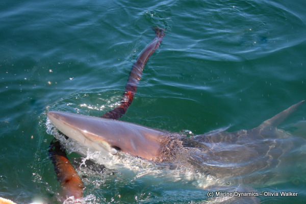 Bronze whaler in Gansbaai, South Africa