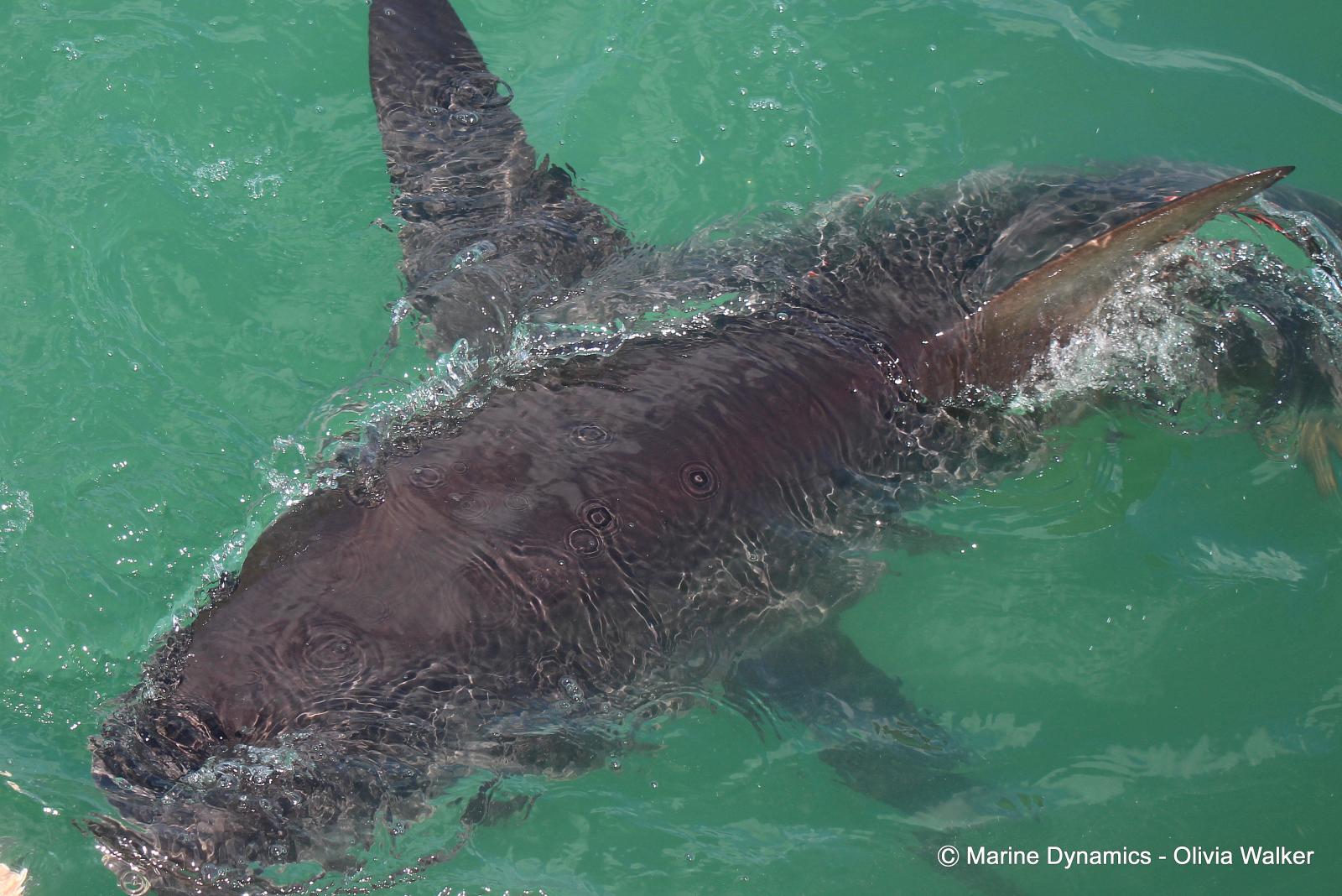 Bronze Whaler Sharks