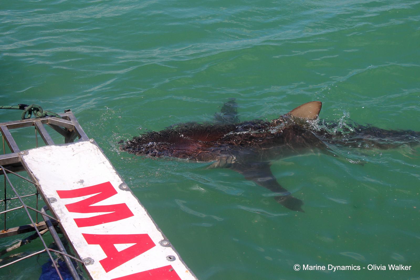 Bronze Whaler Sharks