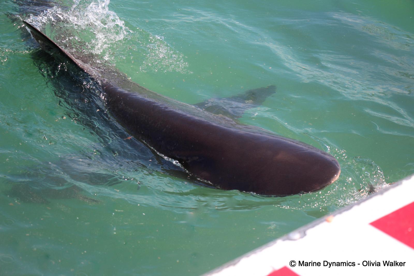 Bronze Whaler Sharks