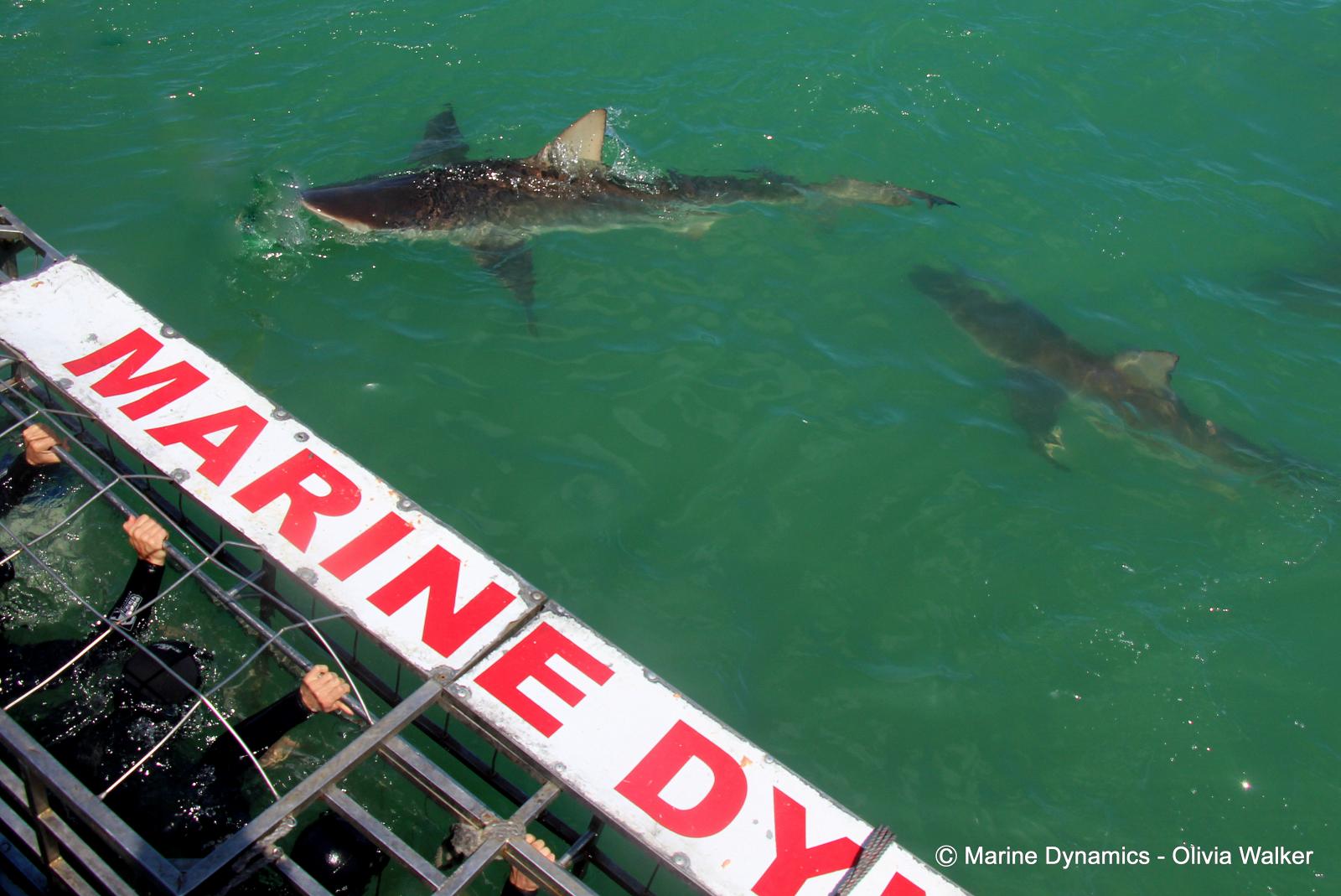 Bronze Whaler Sharks