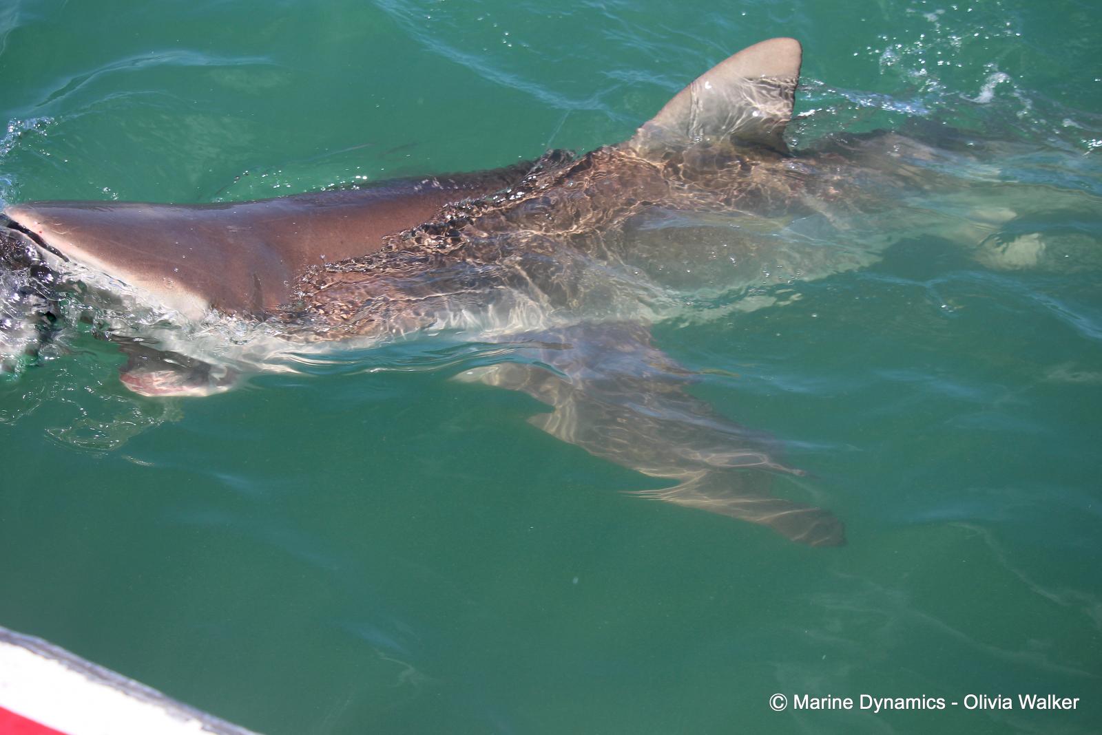 Bronze Whaler Sharks