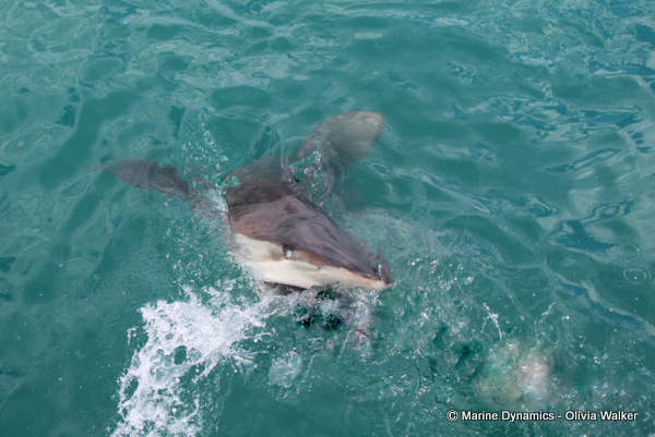 Bronze Whaler shark