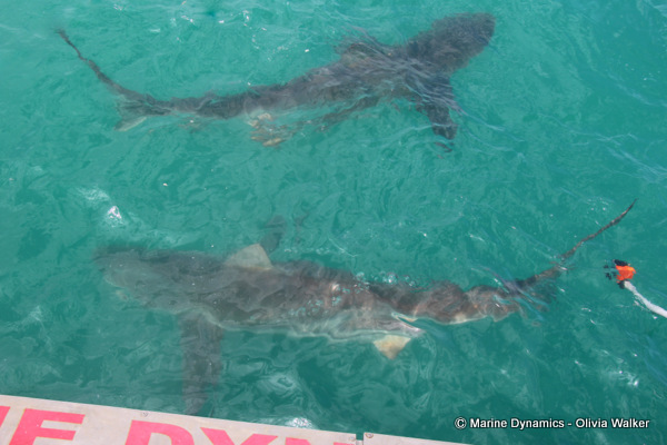 Bronze Whaler sharks, South Africa