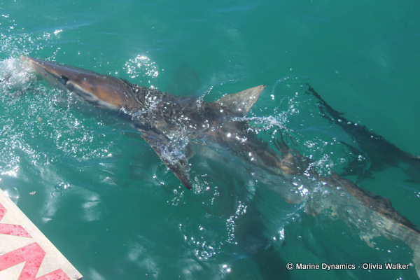 Bronze Whaler sharks, South Africa