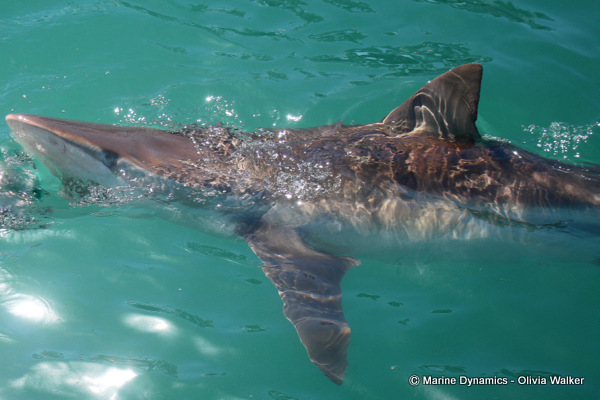 Bronze Whaler sharks, South Africa