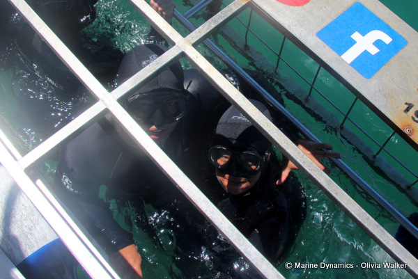 shark cage diving, South Africa