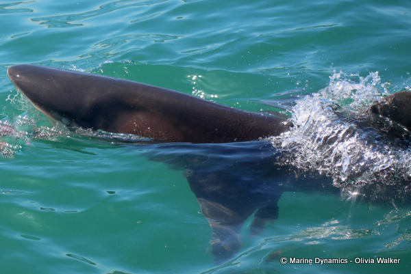 Bronze Whaler sharks, South Africa
