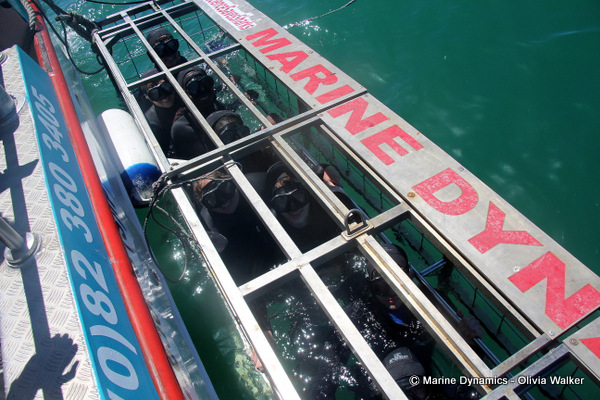 shar cage diving, South Africa