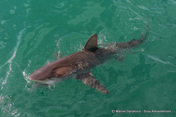 Bronze whaler shark