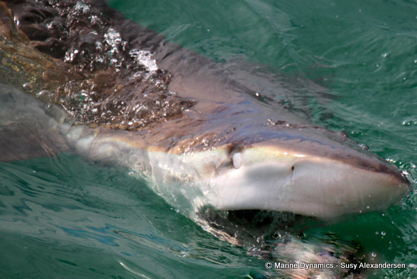 Bronze whaler shark