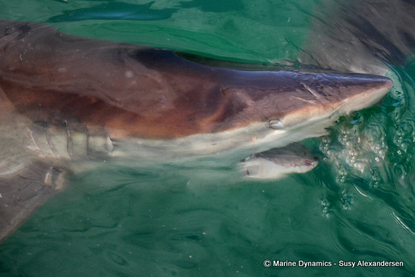 Bronze whaler shark