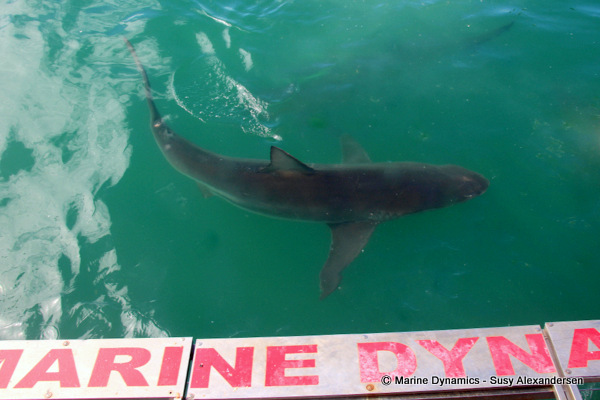 Bronze whaler shark