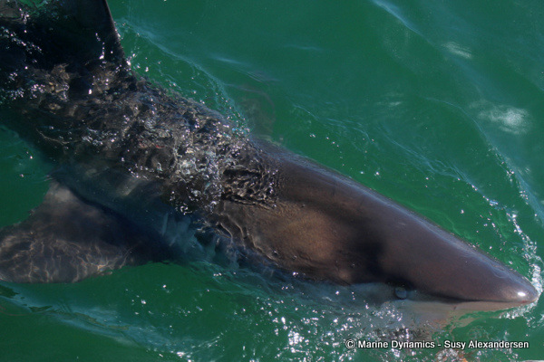 Bronze whaler shark