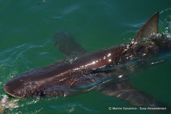 Bronze whaler shark