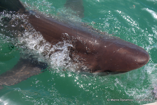 Bronze Whaler shark, South Africa