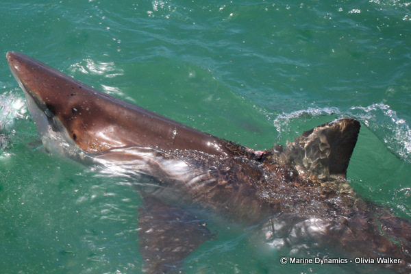 Bronze Whaler shark, South Africa