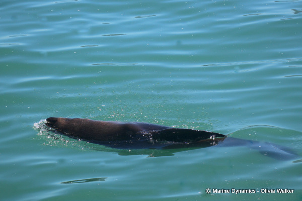 cape Fur seal, South Africa