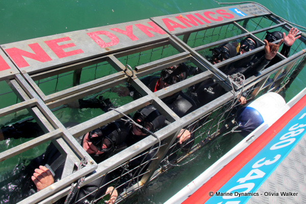 shark cage diving, South Africa