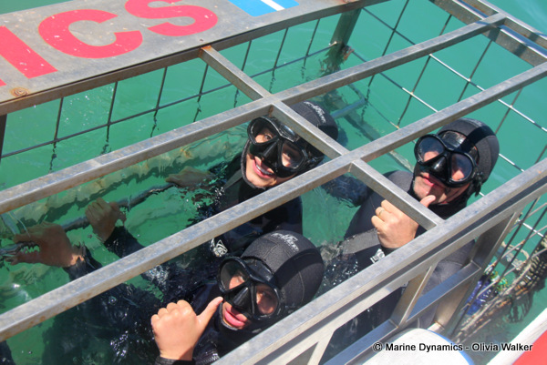 shark cage diving, South Africa