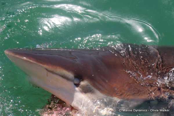 Bronze Whaler shark, South Africa