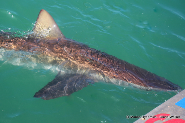 Bronze Whaler shark, South Africa