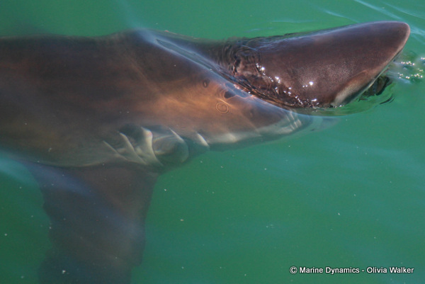 Bronze Whaler shark, South Africa