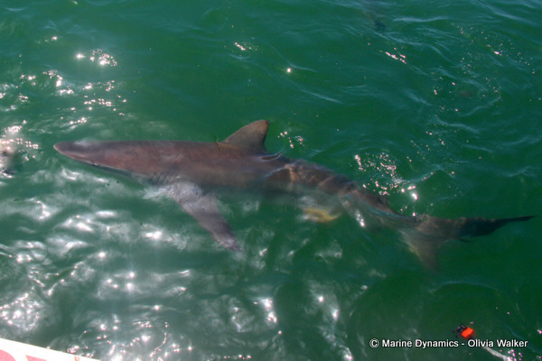 Bronze whaler shark