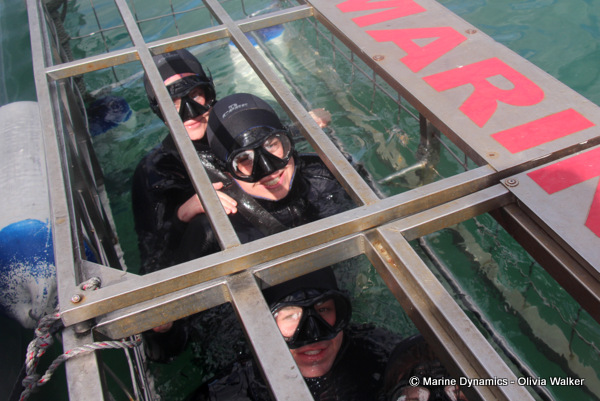 Shark Cage Diving, South Africa