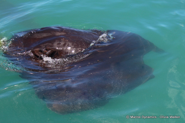 Short-Tail stingray, South Africa