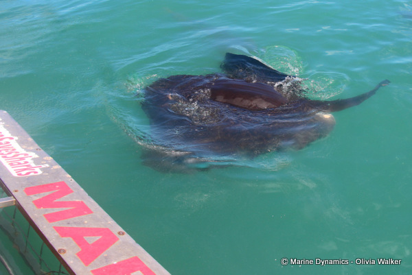 Short-Tail stingray, South Africa