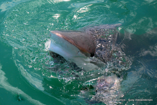 Bronze whaler shark