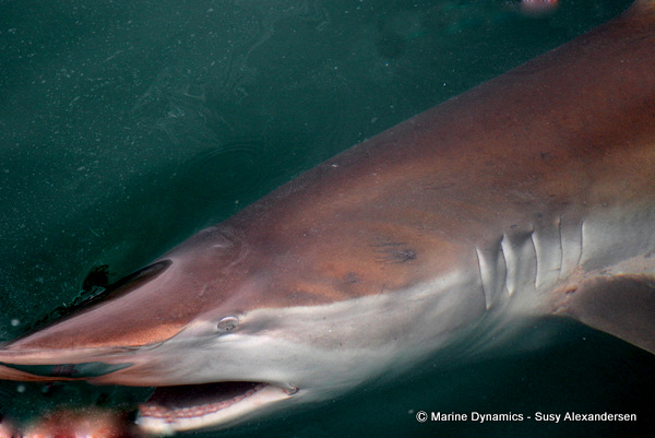 Bronze whaler shark