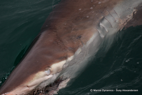 Bronze whaler shark