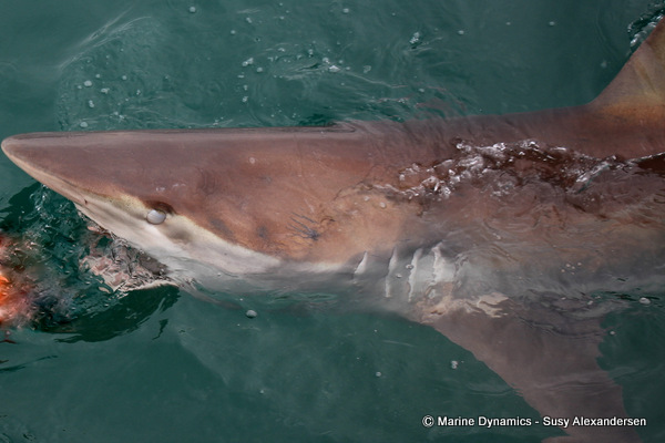 Bronze whaler shark
