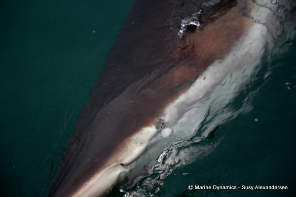 Bronze whaler shark