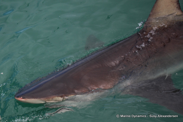 Bronze whaler shark