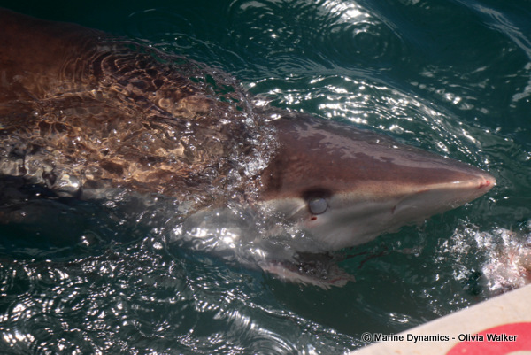 Bronze whaler shark