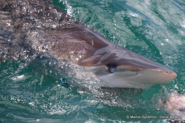 Bronze whaler shark