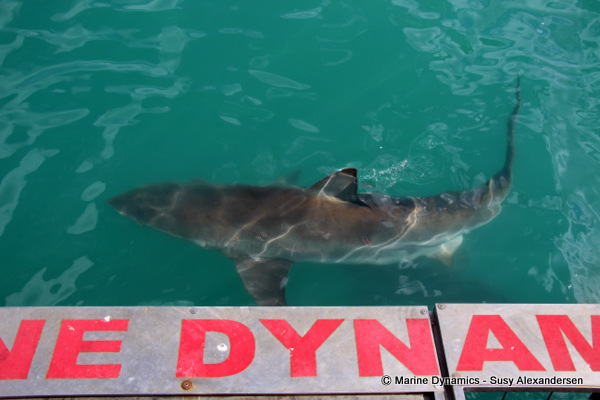 Bronze whaler shark