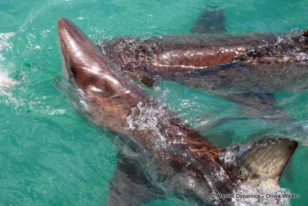 Bronze Whaler shark, South Africa