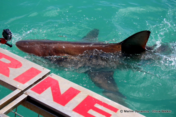 Bronze Whaler shark, South Africa