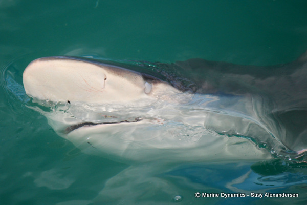 Bronze Whaler shark, South Africa
